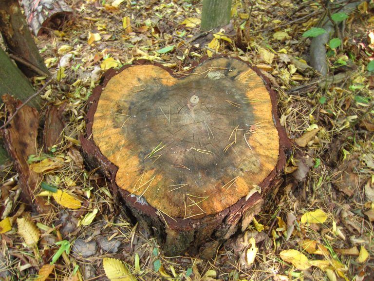 waldbaden im Kamenzer Forst